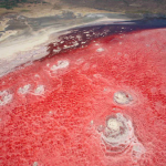 TANZANIA - LAGO NATRON