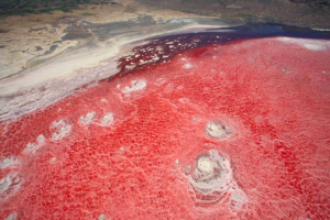 TANZANIA - LAGO NATRON